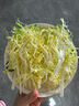 黃心苦菊新鮮蔬菜苦菊蔬菜沙拉西餐食材健身輕食蔬菜沙拉500g 500g 曬單實(shí)拍圖