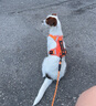 伯納天純狗糧中大型犬全價(jià)成年犬糧17kg羊肉蔓越莓味 曬單實(shí)拍圖