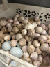 志褚獨(dú)頭蒜大蒜頭 2024云南大理紫皮獨(dú)蒜 精品新鮮現(xiàn)挖濕蒜 3斤裝【大果3.0-3.5cm】 曬單實(shí)拍圖