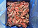 仁豪水產(chǎn)【源頭直發(fā)】海藻蝦北極甜蝦 90/120規格 凈重4斤 解凍即食 聚餐 曬單實(shí)拍圖