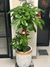 Only you【兩小時(shí)達】發(fā)財樹(shù)金錢(qián)樹(shù)綠蘿大綠植物組合盆栽公司門(mén)口開(kāi)業(yè)喬遷 金錢(qián)樹(shù)一對 曬單實(shí)拍圖