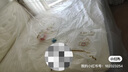 金可兒（Kingkoil）乳膠床墊分區獨立袋彈簧偏硬護脊1.8x2米五星酒店護脊2.0升級款 護脊2.0+【26cm|偏硬】爆款升級 180*200cm 曬單實(shí)拍圖