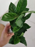 小盆梔子花盆栽四季開花不帶花苞室內(nèi)綠蘿水培花卉綠植物好養(yǎng)易活 低配款：15-20cm【2株】當(dāng)年少量開花 濃香型梔子花【帶花苞】10天開花 曬單實(shí)拍圖