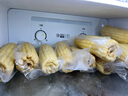 京鮮生東北白糯玉米250g*10棒 新鮮甜糯玉米棒真空包裝粘玉米 源頭直發(fā) 曬單實拍圖