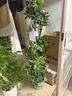 植男植女三層幸福樹造型綠寶盆栽客廳室內大型綠植辦公室喬遷新居源頭直發(fā) 曬單實拍圖