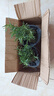 新鮮迷迭香苗盆栽可食用牛排用香草百里香室內(nèi)陽臺提神驅(qū)蚊植物 迷迭香原土原盆2盆 曬單實拍圖
