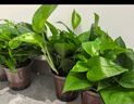 雙盟綠蘿盆栽除甲醛花卉綠植辦公室新房?jī)艋諝?120款10盆源頭直發(fā) 曬單實(shí)拍圖