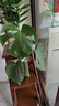 開(kāi)背龜背竹水培室內(nèi)客廳綠植盆栽四季好養(yǎng)辦公室桌面水養(yǎng)植物花卉 精品龜背竹+橢圓灰晶瓶+卡片 整體（高50-60cm）（帶吊卡） 曬單實(shí)拍圖