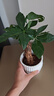 京東綠植發(fā)財(cái)樹盆栽水培桌面綠植物擺件招財(cái)單桿辦公室內(nèi)帶盆花卉源頭直發(fā) 曬單實(shí)拍圖