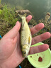 漢鼎一號(hào)5代魚(yú)竿超輕手竿7.2米臺(tái)釣竿鯽魚(yú)竿碳纖維手桿 7.2m小綜合 曬單實(shí)拍圖