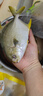 恒興食品 原條金鯧魚(yú)凈重2斤/4條裝 BAP認證海鮮生鮮深海魚(yú)火鍋食材  曬單實(shí)拍圖