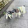 華元寵具（hoopet）狗狗四腳防曬衣薄款防掉毛小型犬夏天泰迪雪納瑞夏季寵物涼涼衣服 四腳涼感防曬衣 M-背長(zhǎng)31CM（建議8-10斤） 曬單實(shí)拍圖