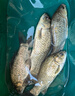 谷蜀香過(guò)江風(fēng)顆粒餌正品釣魚(yú)餌料強效誘魚(yú)直接掛鉤鮮丹顆粒超濃腥 二瓶【爆護必備】 曬單實(shí)拍圖