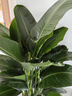 大型綠植物花卉盆栽辦公室內(nèi)天堂鳥金錢發(fā)財(cái)樹綠蘿龜背竹喬遷送禮 精品天堂鳥1.2-1.3m[鉆石樹脂盆] 曬單實(shí)拍圖