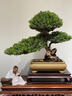 卓美御庭羅漢松盆景室內(nèi)外桌面辦公室庭院老樁真樹(shù)迎客松高端盆栽綠植擺件 精品羅漢松01號(hào) 曬單實(shí)拍圖
