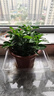 梔子花盆栽四季卉植物室內綠蘿綠植茉莉花帶花苞開(kāi)花好養樹(shù)苗植物 【帶花苞】精品90#梔子花（原盆土） 送營(yíng)養液 曬單實(shí)拍圖