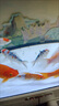 計博士德國凈化軟水鹽片魚缸水族箱水渾濁綠水臟除腥臭味過濾免換水王 10瓶【凈水不傷魚 預(yù)防魚兒疾病】 【德國聯(lián)邦環(huán)境科學(xué)院】 曬單實拍圖