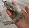 仁豪水產 厄瓜多爾白蝦 去冰凈重3斤 加大號 規(guī)格30/40 家庭聚餐單只單凍 曬單實拍圖