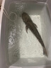 釣魚王鰱鳙巨物方塊餌料翻板爆炸鉤專用魚餌海桿拋竿酸臭鯉魚窩料 鰱鳙酸臭餅【16塊*2包】 曬單實(shí)拍圖