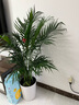 植男植女客廳綠色植物散尾葵大型綠植鳳尾竹室內(nèi)盆栽輕奢夏威夷竹源頭直發(fā) 曬單實拍圖