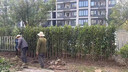 凝寒法國冬青樹(shù)苗四季常青別墅圍墻籬笆植物冬青苗綠籬圍欄籬笆墻綠植 法國冬青樹(shù)苗 【10株裝】法國冬青樹(shù)苗(高約:0.6-0.7m) 曬單實(shí)拍圖