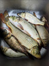 金龍 魚(yú)餌競(jìng)技黑坑野釣米之誘米飯餌白餌蝦滑鯽魚(yú)餌料配方 米之誘3# 米之誘3號(hào)2包 曬單實(shí)拍圖