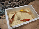 錦鯉活魚(yú)觀(guān)賞魚(yú)活體淡水冷水魚(yú)純種黃金紅白三色錦鯉魚(yú)金魚(yú)招財魚(yú) 20-25cm 三陽(yáng)開(kāi)泰(紅白+三色+黃 曬單實(shí)拍圖