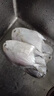 鮮到鮮得 東海銀鯧魚(yú)400g(2條裝) 生鮮魚(yú)類(lèi) 海鮮水產(chǎn) 海魚(yú) 中秋 曬單實(shí)拍圖