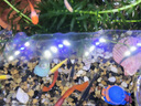 JCZS德國品牌精工魚(yú)缸溫度計高精度測量水族養殖專(zhuān)用電子顯示器龜缸檢 【精工】白色溫度計一米線(xiàn)彩盒包 曬單實(shí)拍圖