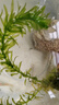 寵以沫天空藍(lán)藍(lán)白孔雀魚(yú)精品魚(yú)小型魚(yú)緞帶蝶翼燕尾大c天空藍(lán)淡水魚(yú) 天空藍(lán)一對(duì) 曬單實(shí)拍圖