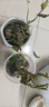邇英閣夜來(lái)香盆栽樹(shù)苗 庭院陽(yáng)臺四季開(kāi)花綠植花卉 凈化空氣驅蚊香 真夜來(lái)2棵原土包活下月開(kāi)花 曬單實(shí)拍圖