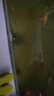 licheers魚食小型魚孔雀魚糧熱帶魚小金魚紅綠燈斗魚觀賞魚飼料小顆粒 曬單實(shí)拍圖