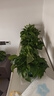雙盟綠蘿盆栽除甲醛花卉綠植辦公室新房?jì)艋諝?80托盤(pán)4盆裝源頭直發(fā) 曬單實(shí)拍圖