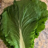 良知農哥【順豐】東北新鮮白菜葉飯包大白菜葉子打包 新鮮蔬菜 10片菜葉+醬 空運 曬單實(shí)拍圖