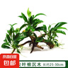 【京東物流】水草套餐 好養(yǎng)耐活真水草植物綠菊大葉綠九冠魚缸 三頭丹麥榕沉木 曬單實(shí)拍圖