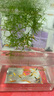 熱帶觀賞魚七彩斑馬魚紅綠燈科魚小型冷水淡水群游好養(yǎng)活的練手魚 2-3cm糖果斑馬60條隨機(jī)搭配 曬單實(shí)拍圖