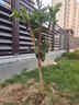 鼎曳柿子樹(shù)苗大樹(shù)脆甜柿無(wú)核南北方種植庭院地栽造型盆景帶土球果苗 柿子樹(shù)4公分粗 原土球發(fā)貨 曬單實(shí)拍圖