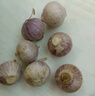 京喜自營云南紫皮獨(dú)頭蒜干蒜高原珍珠蒜新鮮蔬菜調(diào)料 專享14個(gè) 40g 單果2cm左右 曬單實(shí)拍圖