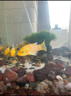 坤寧王*高錳酸鉀養(yǎng)魚專用溶液魚缸消毒殺菌凈水烏龜魚池塘水族高猛酸甲 曬單實(shí)拍圖