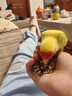 茨格曼鸚鵡飼料虎皮玄風(fēng)鳥食谷子畫眉鴿子牡丹文鳥 3罐裝約2.4kg 曬單實(shí)拍圖