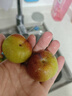 京鮮生 攀枝花凱特芒果 凈重4.5斤 單果600g 生鮮水果 源頭直發(fā) 曬單實(shí)拍圖