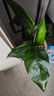 小花農水培植物觀(guān)察盒綠植豆芽容器生長(cháng)種植學(xué)生兒童盆栽幼兒園實(shí)驗作業(yè) 水培芽菜-綠豆苗 【無(wú)土種植】 曬單實(shí)拍圖
