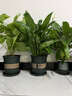 【熱銷款】白掌一帆風順盆栽水培植物室內花綠植紅掌發(fā)財樹吸甲醛 特級白掌帶花+繁星自吸盆 曬單實拍圖