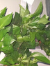 雙盟 綠蘿盆栽除甲醛花卉綠植辦公室新房?jī)艋諝?10款10盆裝源頭直發(fā) 曬單實(shí)拍圖