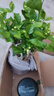 【雅之典】重瓣茉莉花盆栽室內(nèi)觀花植物四季好養(yǎng)帶花苞開花不斷綠植 茉莉花6年苗【原盆】 好養(yǎng)活 曬單實(shí)拍圖