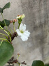 有棵樹(shù)女士?jì)妊澟?A抗菌桑蠶絲底襠高腰無(wú)痕柔軟透氣高彈防夾臀三角內褲 曬單實(shí)拍圖