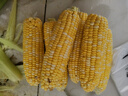 京鮮生云南水果玉米5斤 鮮甜玉米棒 甜脆多汁 新鮮蔬菜 源頭直發(fā)包郵 曬單實拍圖