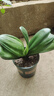 四季君子蘭盆栽帶花苞老苗大小苗花卉植物室內(nèi)花綠好植養(yǎng)圓頭和尚 燦爛10-13片葉【開花時爆滿】掌 柜推薦 曬單實拍圖