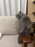 INSTINCT天然百利貓糧進口生鮮凍干低卡減重控體健美成貓糧 原食生鮮 控制體重 10磅/4.5kg 曬單實拍圖