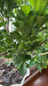米蘭花盆栽花卉植物室內(nèi)陽(yáng)臺(tái)花帶花苞濃香好養(yǎng)易活老樁樹(shù)盆景綠植 2盆五年壯苗米蘭花原土發(fā)貨 帶盆栽好 曬單實(shí)拍圖